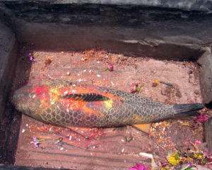 Nyalon_stone_fish